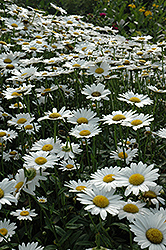 Becky Shasta Daisy (Leucanthemum x superbum 'Becky') at Green Haven Garden Centre