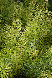 Narrow-Leaf Blue Star (Amsonia hubrichtii) at Green Haven Garden Centre