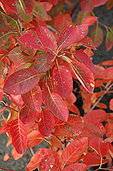 Autumn Brilliance Serviceberry (Amelanchier x grandiflora 'Autumn Brilliance') at Green Haven Garden Centre