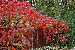 Staghorn Sumac (Rhus typhina) at Green Haven Garden Centre