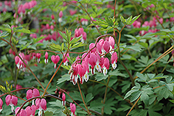 Common Bleeding Heart (Dicentra spectabilis) at Green Haven Garden Centre