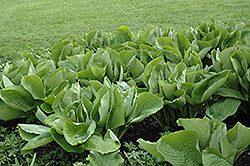 Sum and Substance Hosta (Hosta 'Sum and Substance') at Green Haven Garden Centre