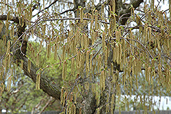 Ironwood (Ostrya virginiana) at Green Haven Garden Centre