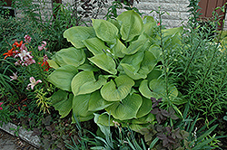 Sum and Substance Hosta (Hosta 'Sum and Substance') at Green Haven Garden Centre