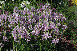 Obedient Plant (Physostegia virginiana) at Green Haven Garden Centre