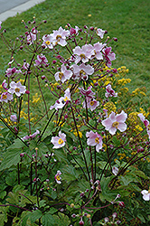 Grapeleaf Anemone (Anemone tomentosa 'Robustissima') at Green Haven Garden Centre