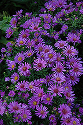 Woods Purple Aster (Symphyotrichum 'Woods Purple') at Green Haven Garden Centre