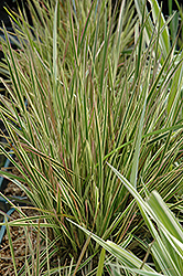 Northern Lights Tufted Hair Grass (Deschampsia cespitosa 'Northern Lights') at Green Haven Garden Centre