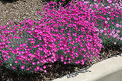 Firewitch Pinks (Dianthus gratianopolitanus 'Firewitch') at Green Haven Garden Centre