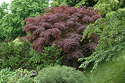 Red-Leaf Japanese Maple (Acer palmatum 'Atropurpureum') at Green Haven Garden Centre