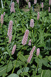 Pink Snakeweed (Persicaria bistorta 'Superba') at Green Haven Garden Centre