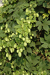 Nugget Hops (Humulus lupulus 'Nugget') at Green Haven Garden Centre