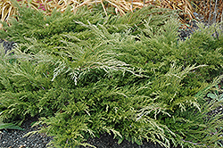 Calgary Carpet Juniper (Juniperus sabina 'Calgary Carpet') at Green Haven Garden Centre