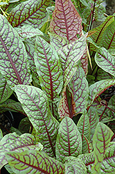Ornamental Sorrel (Rumex sanguineus) at Green Haven Garden Centre