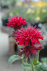 Fireball Beebalm (Monarda didyma 'Fireball') at Green Haven Garden Centre