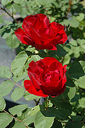 Emily Carr Rose (Rosa 'Emily Carr') at Green Haven Garden Centre