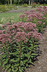 Baby Joe Dwarf Joe Pye Weed (Eupatorium dubium 'Baby Joe') at Green Haven Garden Centre