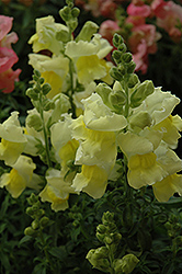 Snapshot Yellow Snapdragon (Antirrhinum majus 'PAS409666') at Green Haven Garden Centre