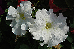 Dreams White Petunia (Petunia 'Dreams White') at Green Haven Garden Centre