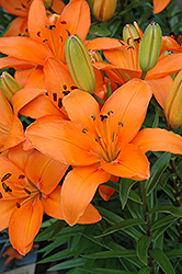 Lily Looks Tiny Dino Lily (Lilium 'Tiny Dino') at Green Haven Garden Centre