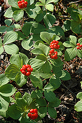 Bunchberry (Cornus canadensis) at Green Haven Garden Centre