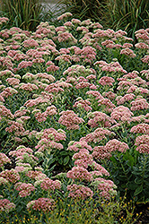 Autumn Joy Stonecrop (Sedum 'Autumn Joy') at Green Haven Garden Centre