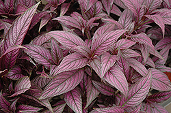 Persian Shield (Strobilanthes dyerianus) at Green Haven Garden Centre