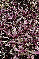 Persian Shield (Strobilanthes dyerianus) at Green Haven Garden Centre