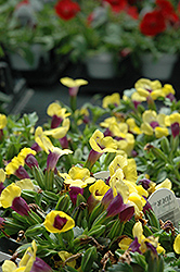 Catalina Gilded Grape Torenia (Torenia 'Catalina Gilded Grape') at Green Haven Garden Centre