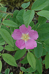 Prickly Wild Rose (Rosa acicularis) at Green Haven Garden Centre