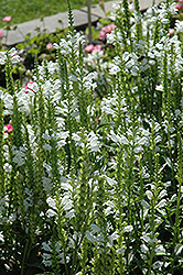 Crystal Peak White Obedient Plant (Physostegia virginiana 'Crystal Peak White') at Green Haven Garden Centre