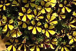 Sunflower Ray Petunia (Petunia 'Sunflower Ray') at Green Haven Garden Centre