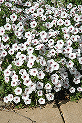 Supertunia Vista Silverberry Petunia (Petunia 'Supertunia Vista Silverberry') at Green Haven Garden Centre