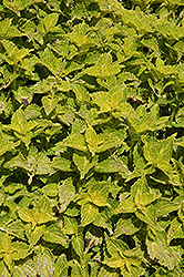 Electric Lime Coleus (Solenostemon scutellarioides 'Electric Lime') at Green Haven Garden Centre