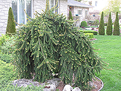 Weeping Norway Spruce (Picea abies 'Pendula') at Green Haven Garden Centre
