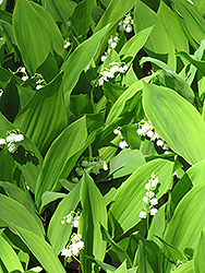 Lily-Of-The-Valley (Convallaria majalis) at Green Haven Garden Centre