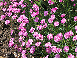 Tiny Rubies Dwarf Mat Pinks (Dianthus gratianopolitanus 'Tiny Rubies') at Green Haven Garden Centre