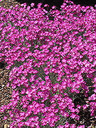 Firewitch Pinks (Dianthus gratianopolitanus 'Firewitch') at Green Haven Garden Centre