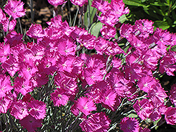 Firewitch Pinks (Dianthus gratianopolitanus 'Firewitch') at Green Haven Garden Centre