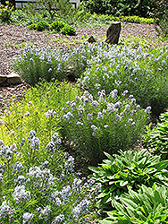 Narrow-Leaf Blue Star (Amsonia hubrichtii) at Green Haven Garden Centre