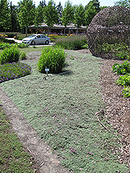 Wooly Thyme (Thymus pseudolanuginosis) at Green Haven Garden Centre
