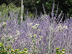 Little Spire Russian Sage (Perovskia 'Little Spire') at Green Haven Garden Centre
