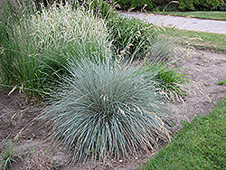 Blue Oat Grass (Helictotrichon sempervirens) at Green Haven Garden Centre