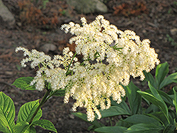 Chestnut Rodgersia (Rodgersia aesculifolia) at Green Haven Garden Centre