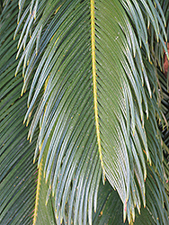 Japanese Sago Palm (Cycas revoluta) at Green Haven Garden Centre