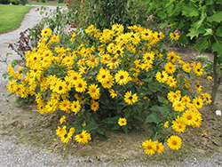 Indian Summer Coneflower (Rudbeckia hirta 'Indian Summer') at Green Haven Garden Centre