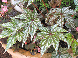 Gryphon Begonia (Begonia 'Gryphon') at Green Haven Garden Centre