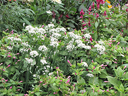 Garlic Chives (Allium tuberosum) at Green Haven Garden Centre