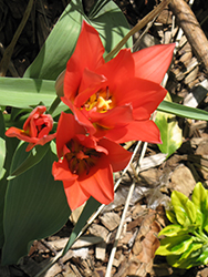 Toronto Tulip (Tulipa 'Toronto') at Green Haven Garden Centre