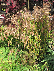 Northern Sea Oats (Chasmanthium latifolium) at Green Haven Garden Centre